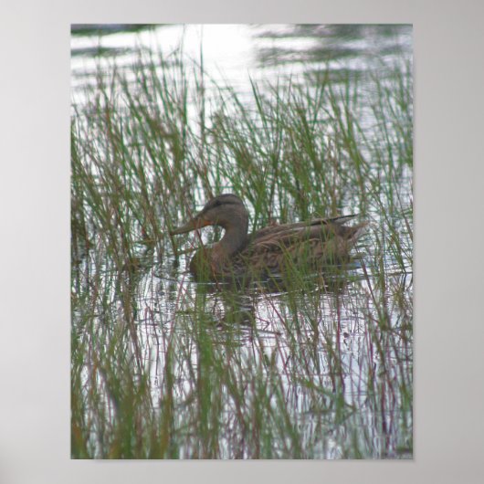 Wild Brown Duck in Pond Natuur Poster (Voorkant)