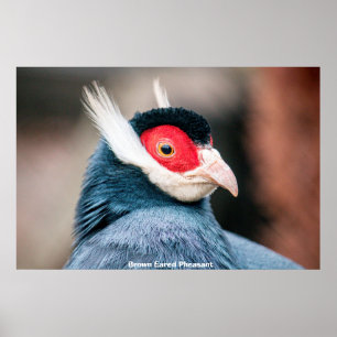 Wild Brown Eared Pheasant Poster