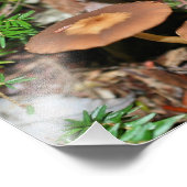 Wild Brown Mushroom Cluster 8x10 Foto Afdruk (Hoek)