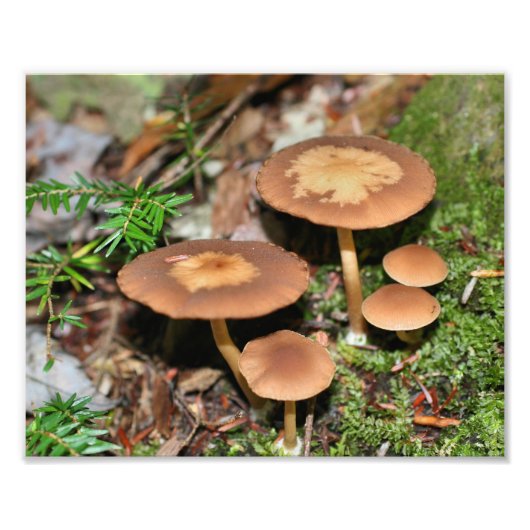 Wild Brown Mushroom Cluster 8x10 Foto Afdruk (Voorkant)
