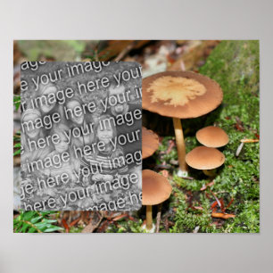 Wild Brown Mushrooms Uw foto toevoegen Poster