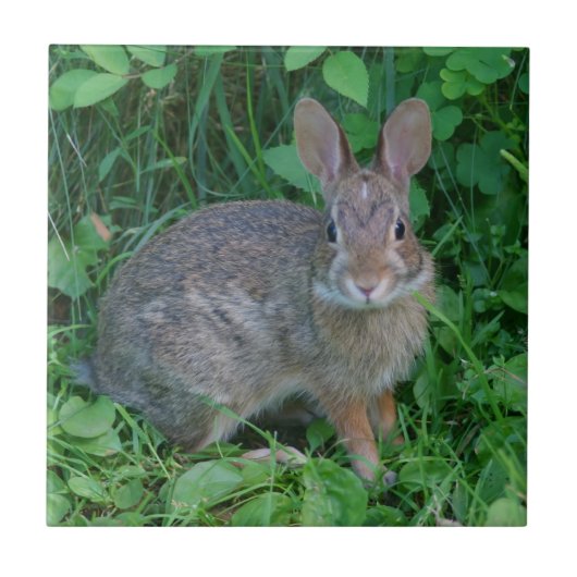 Wild Brown Rabbit Animal Tegeltje (Voorkant)