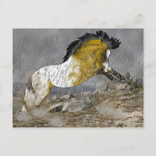 Wild Buckskin Appaloosa Horse Briefkaart