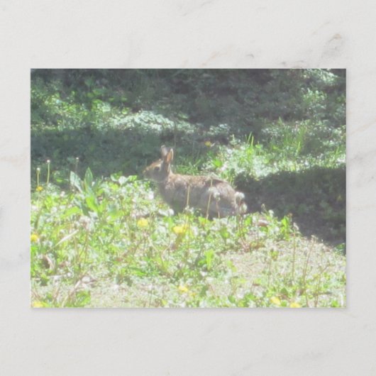 Wild Bunny Briefkaart (Voorkant)
