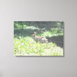 Wild Bunny Foto op Canvas Afdruk