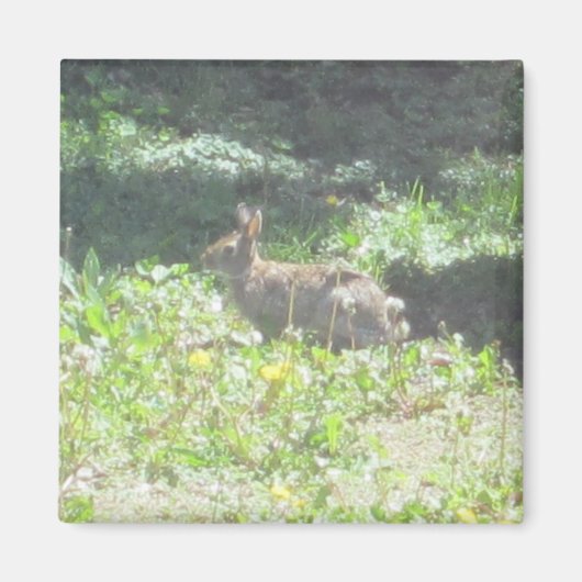Wild Bunny Magnet (Voorkant)