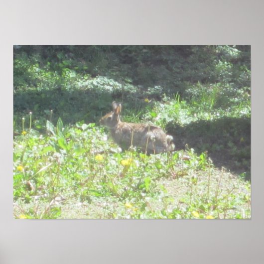 Wild Bunny Print (Voorkant)