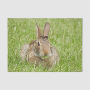 Wild Bunny Rabbit Eating Grass Tissuepapier