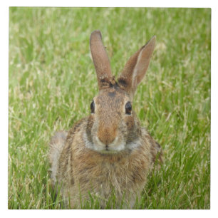 Wild Bunny Rabbit in The Grass Tegeltje