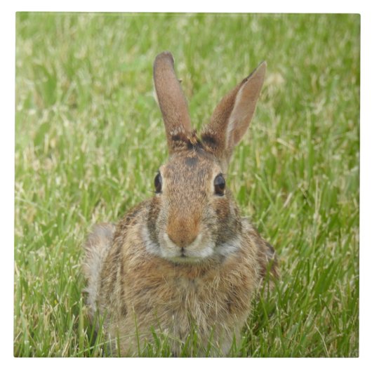 Wild Bunny Rabbit in The Grass Tegeltje (Voorkant)