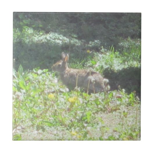 Wild Bunny Tegel Tegeltje (Voorkant)