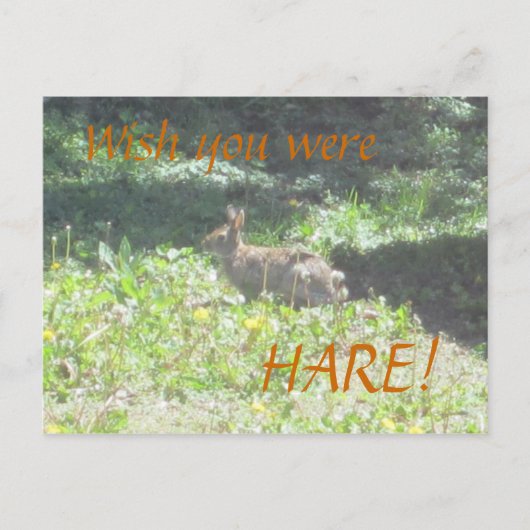 Wild Bunny "Wens dat je HARE was!" Briefkaart (Voorkant)