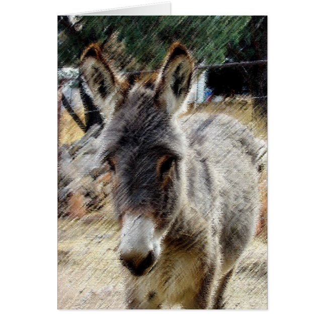 Wild Burro (Voorkant)