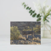 Wild Burro bij Oatman, Arizona Briefkaart (Staand voorkant)