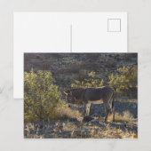 Wild Burro bij Oatman, Arizona Briefkaart (Voorkant / Achterkant)