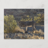 Wild Burro bij Oatman, Arizona Briefkaart (Voorkant)