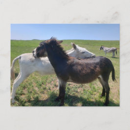 Wild Burros, Custer State Park, South Dakota Briefkaart