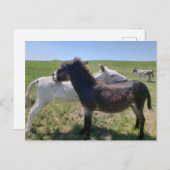 Wild Burros, Custer State Park, South Dakota Briefkaart (Voorkant / Achterkant)