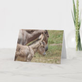 Wild Burros Greeting Kaart (Voorkant)