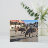 Wild Burros in Oatman, Arizona Briefkaart (Staand voorkant)