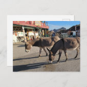 Wild Burros in Oatman, Arizona Briefkaart (Voorkant / Achterkant)