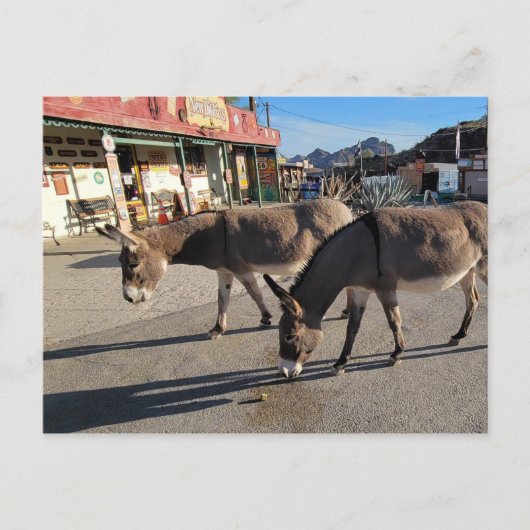 Wild Burros in Oatman, Arizona Briefkaart (Voorkant)