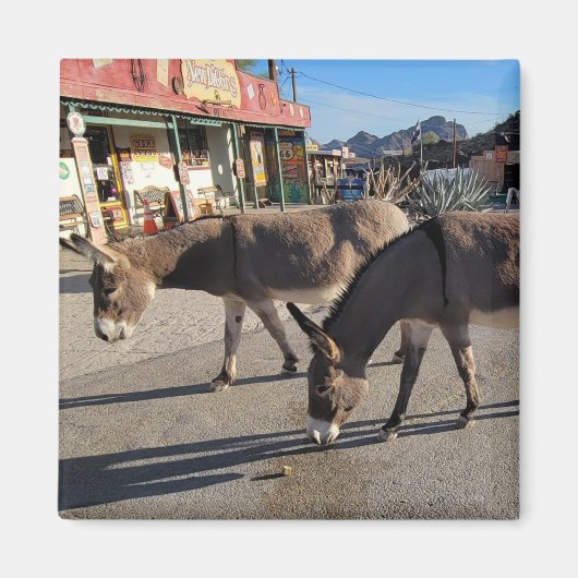 Wild Burros in Oatman, Arizona Magneet (Voorkant)
