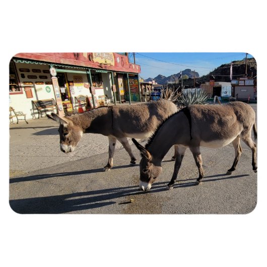 Wild Burros in Oatman, Arizona Magneet (Horizontaal)