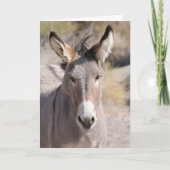 Wild Burros of California Kaart (Voorkant)