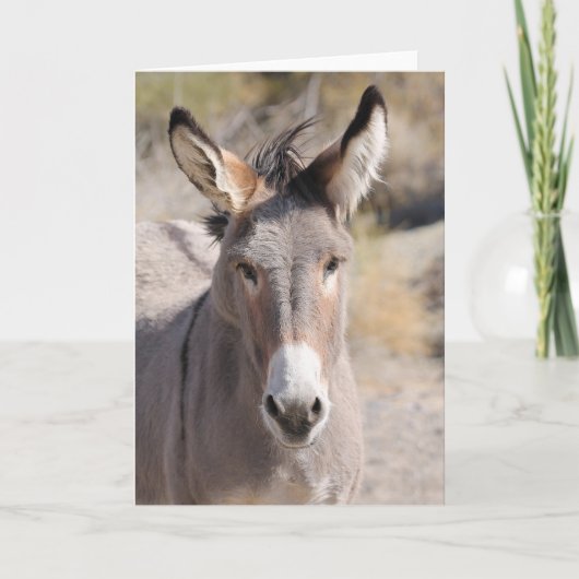 Wild Burros of California Kaart (Voorkant)