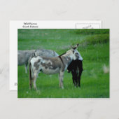 Wild Burros South Dakota Briefkaart (Voorkant / Achterkant)