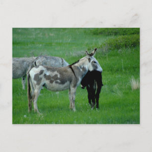 Wild Burros South Dakota Briefkaart