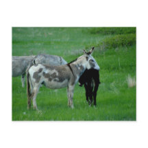 Wild Burros South Dakota Briefkaart