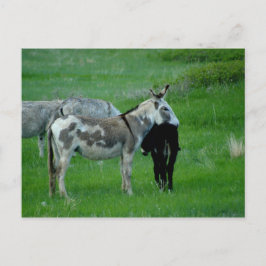 Wild Burros South Dakota Briefkaart