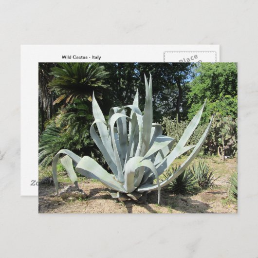 Wild Cactus Briefkaart (Voorkant / Achterkant)