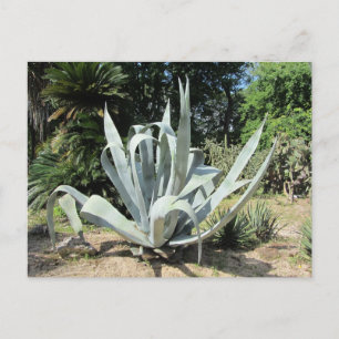 Wild Cactus Briefkaart