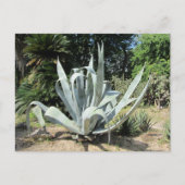 Wild Cactus Briefkaart (Voorkant)