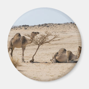 Wild Camels Magneet