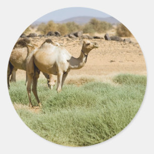 Wild Camels Ronde Sticker