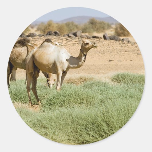 Wild Camels Ronde Sticker (Voorkant)