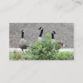 Wild Canada Geese Animal Visitekaartje (Achterkant)