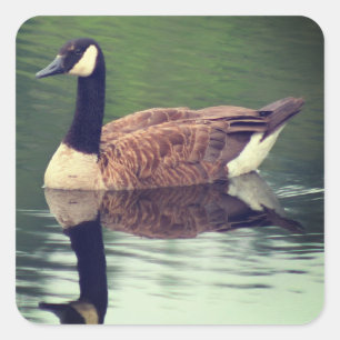 Wild Canada Goose Natuur Vierkante Sticker