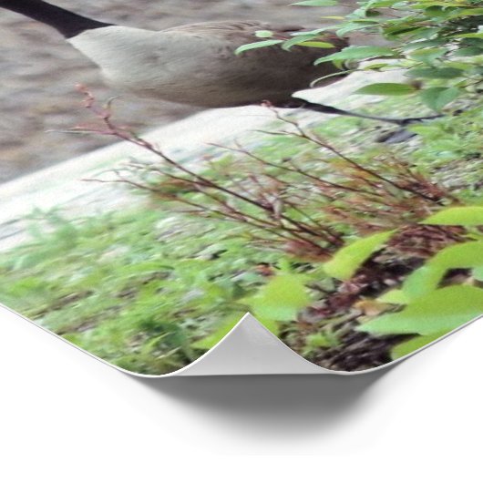 Wild Canada Goose Trio Animal Poster (Hoek)
