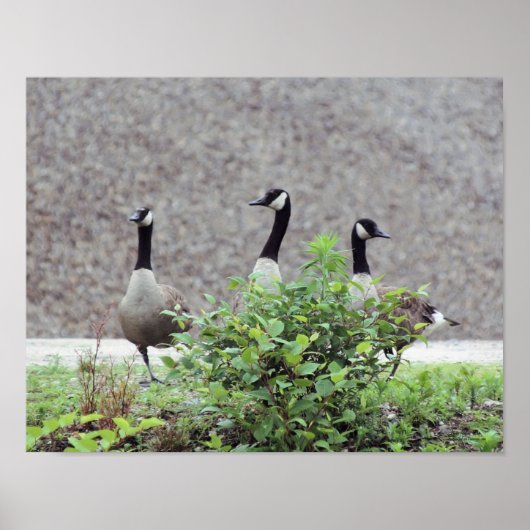 Wild Canada Goose Trio Animal Poster (Voorkant)