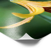 Wild Canada Lily met vuurvlieginsect 8x10 Foto Afdruk (Hoek)