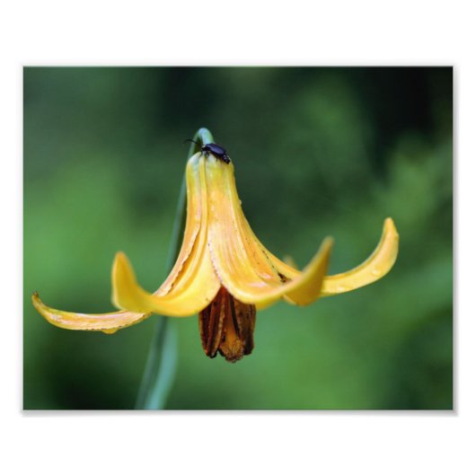 Wild Canada Lily met vuurvlieginsect 8x10 Foto Afdruk (Voorkant)
