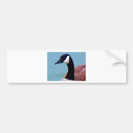 Wild Canadian Goose Bumpersticker (Voorkant)