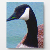 Wild Canadian Goose Fotoplaat (Voorkant)