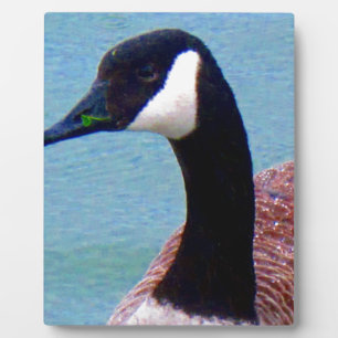 Wild Canadian Goose Fotoplaat