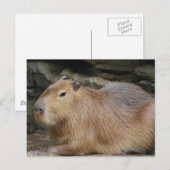 Wild Capybara Briefkaart (Voorkant / Achterkant)